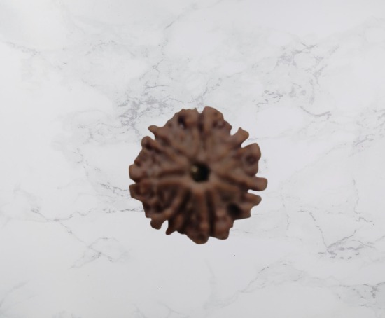 7 Mukhi Rudraksh
