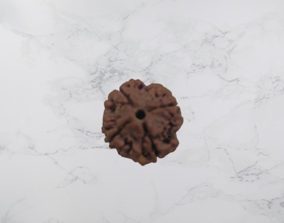 4 Mukhi Rudraksh