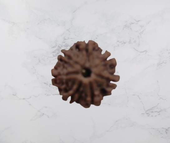 6 Mukhi Rudraksh