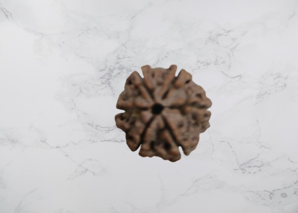 5 Mukhi Rudraksh