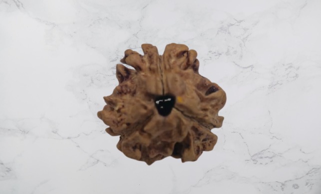 3 Mukhi Rudraksh