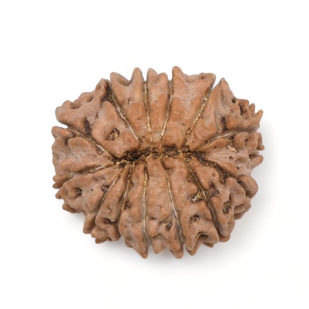 12 Mukhi Rudraksh