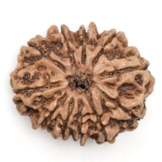 11 Mukhi Rudraksh