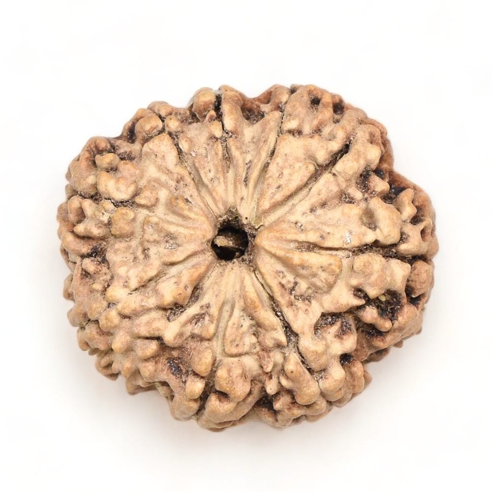 9 Mukhi Rudraksh