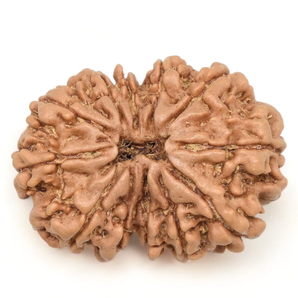 10 Mukhi Rudraksh