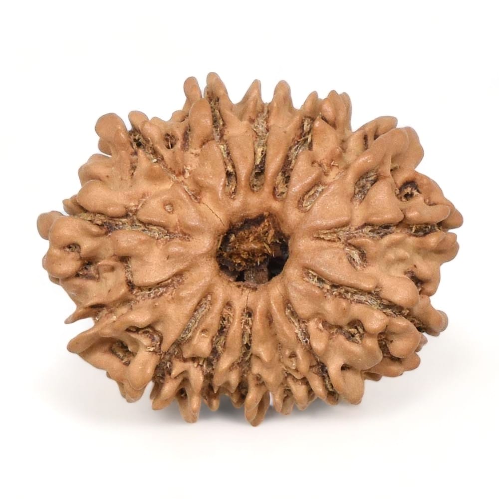 14 Mukhi Rudraksh